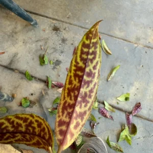 Black Pagoda Lipstick Plant Live Plant - 2 Starters in 3-inch Pots - Indoor - Image 2