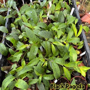 Black Pagoda Lipstick Plant Live Plant - 2 Starters in 3-inch Pots - Indoor - Image 3