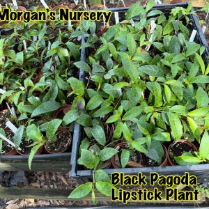 Black Pagoda Lipstick Plant Live Plant - 2 Starters in 3-inch Pots - Indoor - Image 4