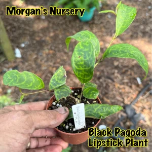 Black Pagoda Lipstick Plant Live Plant - 2 Starters in 3-inch Pots - Indoor - Image 5