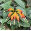Black Pagoda Lipstick Plant Live Plant - 2 Starters in 3-inch Pots - Indoor - Image 1
