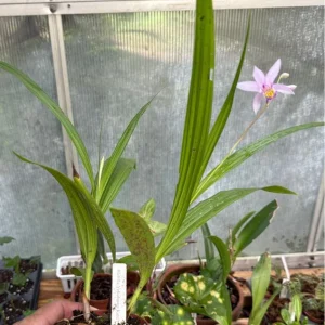 Bletilla Striata 'Kate' Live Plant - Hardy Orchid in 3 Inch Pot - Image 2