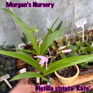 Bletilla Striata 'Kate' Live Plant - Hardy Orchid in 3 Inch Pot - Image 3