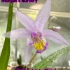 Bletilla Striata 'Kate' Live Plant - Hardy Orchid in 3 Inch Pot - Image 1