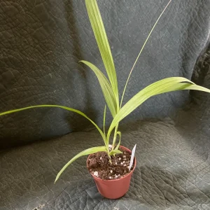 Bletilla Striata Terracotta Princess Ground Orchid Live Plant 3" Pot Outdoor - Image 2