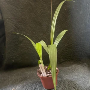 Bletilla Striata Terracotta Princess Ground Orchid Live Plant 3" Pot Outdoor - Image 3
