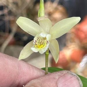 Bletilla Striata Terracotta Princess Ground Orchid Live Plant 3" Pot Outdoor - Image 1