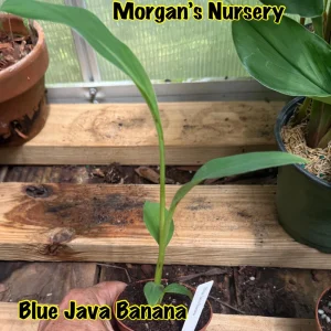 Blue Java Banana Live Plant – 3 inch Pot Starter – Rare & Sweet Flavor - Image 2