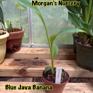 Blue Java Banana Live Plant – 3 inch Pot Starter – Rare & Sweet Flavor - Image 3