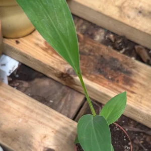 Blue Java Banana Live Plant – 3 inch Pot Starter – Rare & Sweet Flavor - Image 4