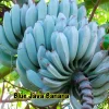 Blue Java Banana Live Plant – 3 inch Pot Starter – Rare & Sweet Flavor - Image 1