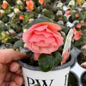 Blush Rose Double Delight Begonia Live Plant – 4.5 inch Pot – Indoor/Outdoor - Image 10