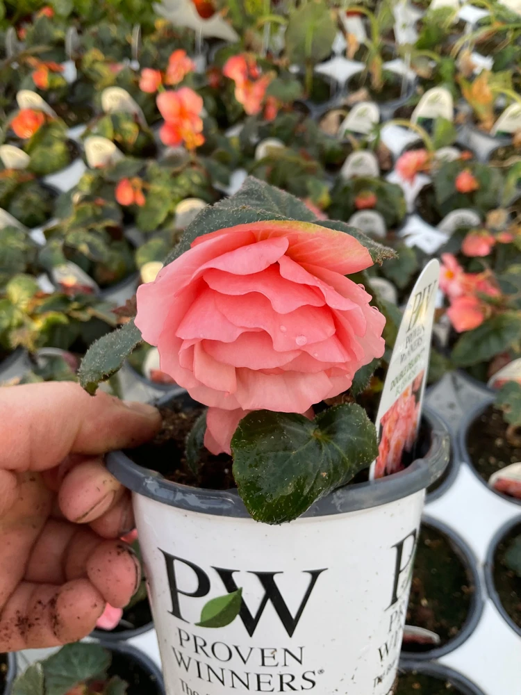 Blush Rose Double Delight Begonia Live Plant – 4.5 inch Pot – Indoor/Outdoor - Image 10