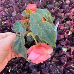 Blush Rose Double Delight Begonia Live Plant – 4.5 inch Pot – Indoor/Outdoor - Image 11
