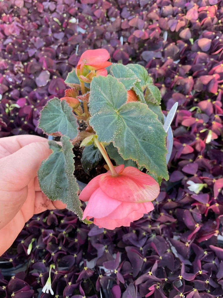 Blush Rose Double Delight Begonia Live Plant – 4.5 inch Pot – Indoor/Outdoor - Image 11