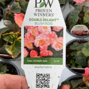 Blush Rose Double Delight Begonia Live Plant – 4.5 inch Pot – Indoor/Outdoor - Image 12