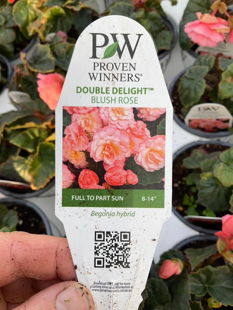 Blush Rose Double Delight Begonia Live Plant – 4.5 inch Pot – Indoor/Outdoor - Image 12
