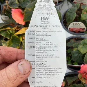 Blush Rose Double Delight Begonia Live Plant – 4.5 inch Pot – Indoor/Outdoor - Image 13