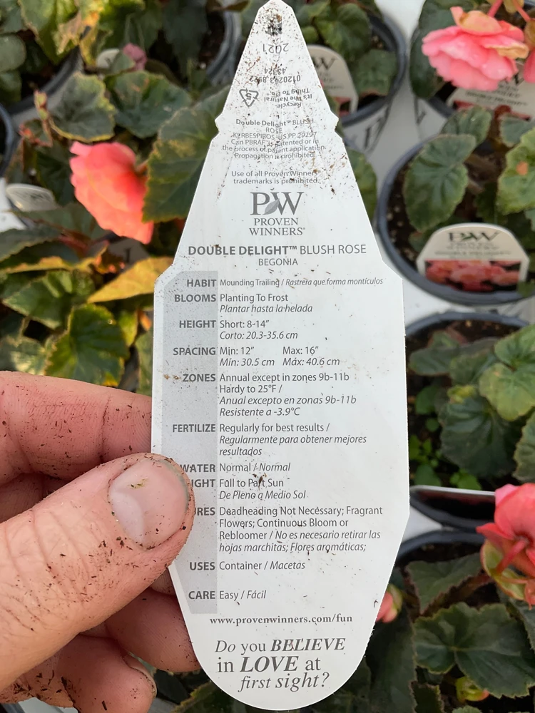 Blush Rose Double Delight Begonia Live Plant – 4.5 inch Pot – Indoor/Outdoor - Image 13