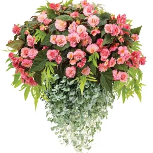 Blush Rose Double Delight Begonia Live Plant – 4.5 inch Pot – Indoor/Outdoor - Image 2