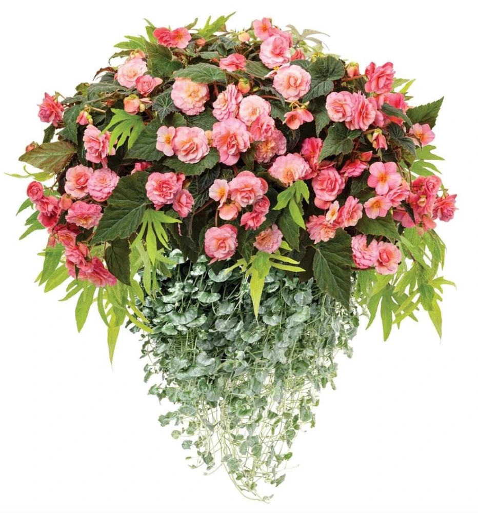 Blush Rose Double Delight Begonia Live Plant – 4.5 inch Pot – Indoor/Outdoor - Image 2