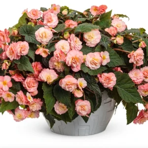 Blush Rose Double Delight Begonia Live Plant – 4.5 inch Pot – Indoor/Outdoor - Image 3