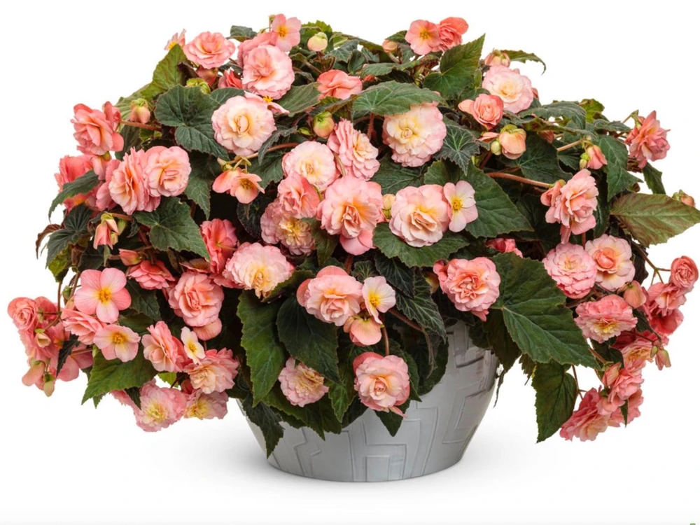 Blush Rose Double Delight Begonia Live Plant – 4.5 inch Pot – Indoor/Outdoor - Image 3