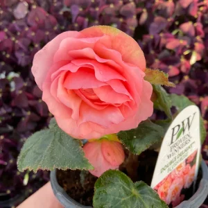 Blush Rose Double Delight Begonia Live Plant – 4.5 inch Pot – Indoor/Outdoor - Image 4