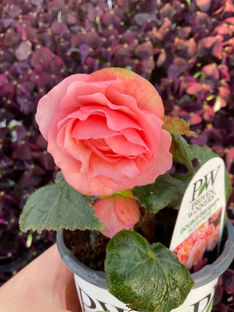 Blush Rose Double Delight Begonia Live Plant – 4.5 inch Pot – Indoor/Outdoor - Image 4