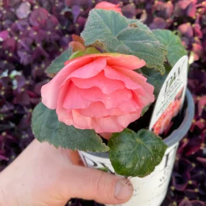 Blush Rose Double Delight Begonia Live Plant – 4.5 inch Pot – Indoor/Outdoor - Image 5