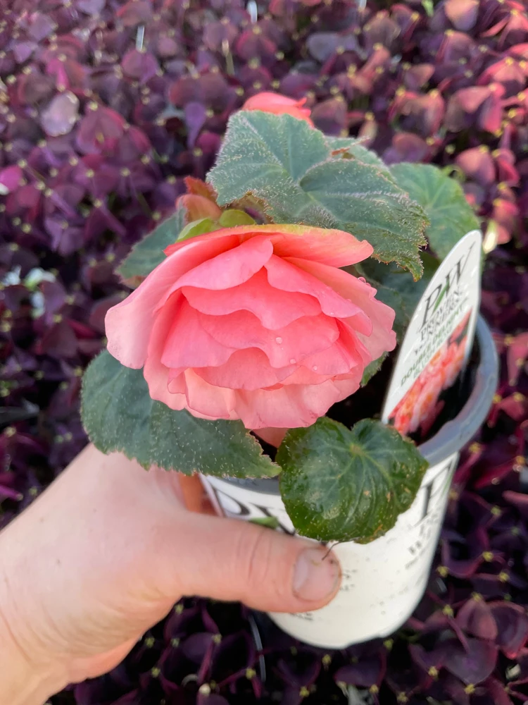 Blush Rose Double Delight Begonia Live Plant – 4.5 inch Pot – Indoor/Outdoor - Image 5