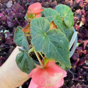 Blush Rose Double Delight Begonia Live Plant – 4.5 inch Pot – Indoor/Outdoor - Image 6