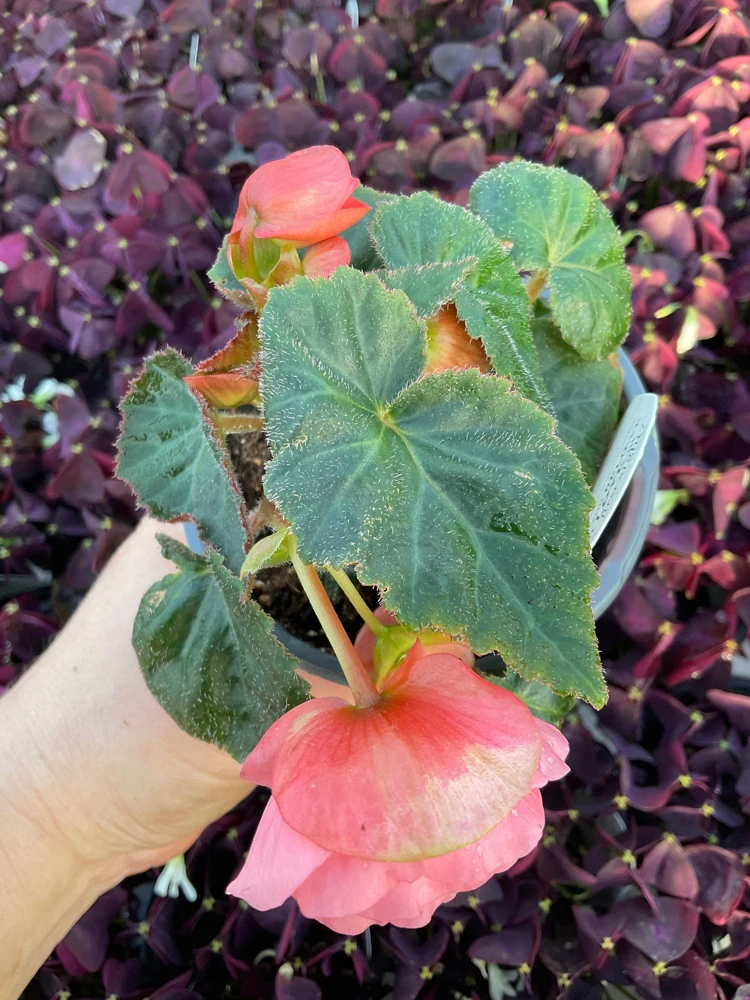 Blush Rose Double Delight Begonia Live Plant – 4.5 inch Pot – Indoor/Outdoor - Image 6