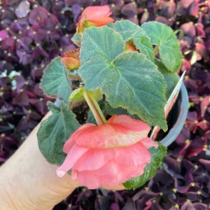 Blush Rose Double Delight Begonia Live Plant – 4.5 inch Pot – Indoor/Outdoor - Image 7