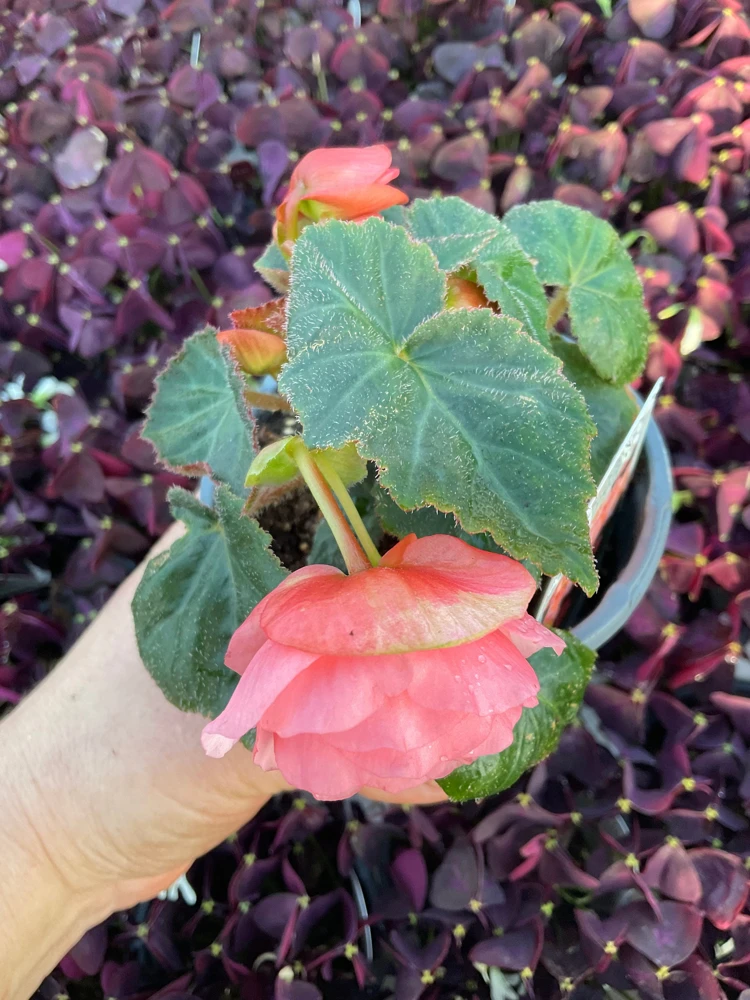 Blush Rose Double Delight Begonia Live Plant – 4.5 inch Pot – Indoor/Outdoor - Image 7