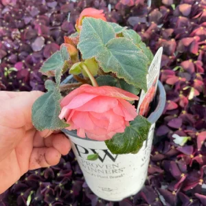 Blush Rose Double Delight Begonia Live Plant – 4.5 inch Pot – Indoor/Outdoor - Image 8