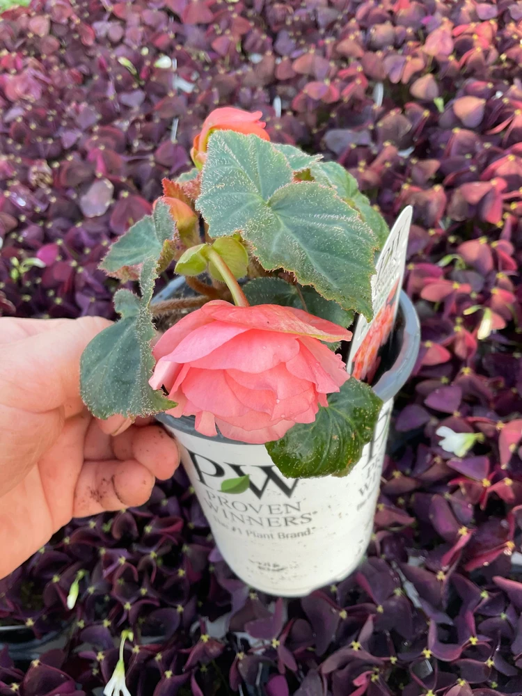 Blush Rose Double Delight Begonia Live Plant – 4.5 inch Pot – Indoor/Outdoor - Image 8