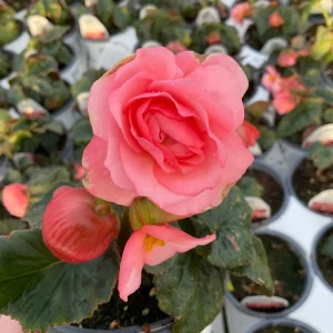 Blush Rose Double Delight Begonia Live Plant – 4.5 inch Pot – Indoor/Outdoor - Image 9