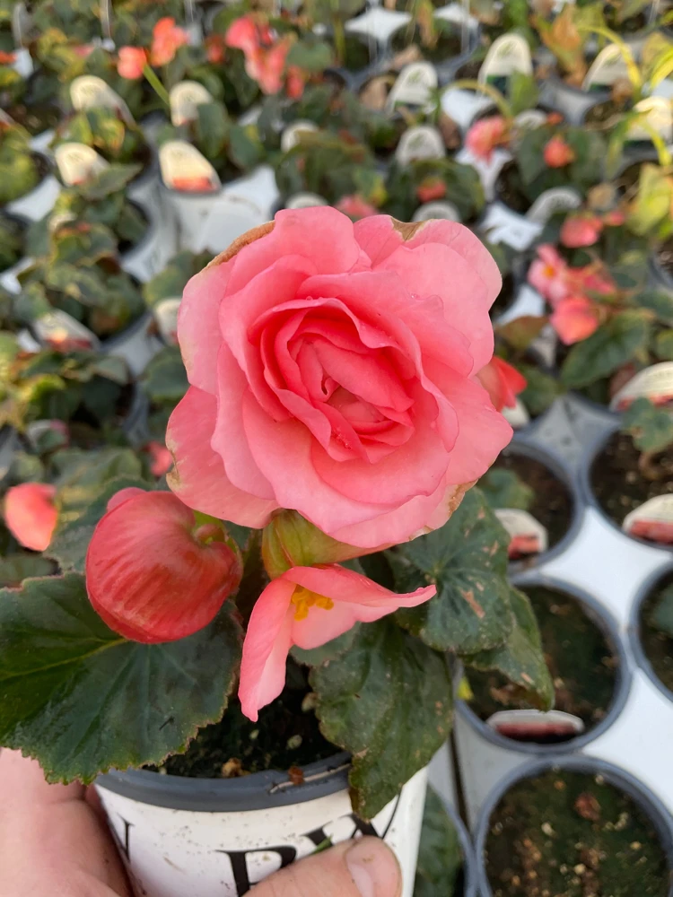 Blush Rose Double Delight Begonia Live Plant – 4.5 inch Pot – Indoor/Outdoor - Image 9