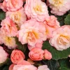 Blush Rose Double Delight Begonia Live Plant – 4.5 inch Pot – Indoor/Outdoor - Image 1