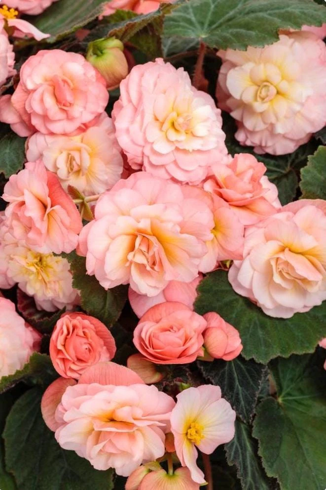 Blush Rose Double Delight Begonia Live Plant – 4.5 inch Pot – Indoor/Outdoor - Image 1