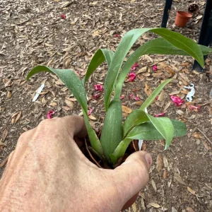 Brassidium Golden Gamine 'White Knight' Orchid Live Plant – 3 inch Pot – Fragrant Blooms - Image 2