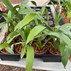 Brassidium Golden Gamine 'White Knight' Orchid Live Plant – 3 inch Pot – Fragrant Blooms - Image 3