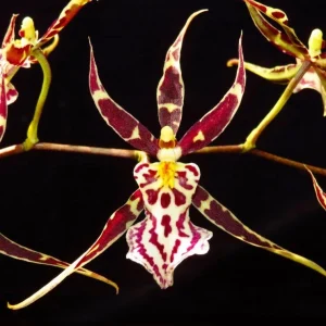 Brassidium Golden Gamine 'White Knight' Orchid Live Plant – 3 inch Pot – Fragrant Blooms - Image 1