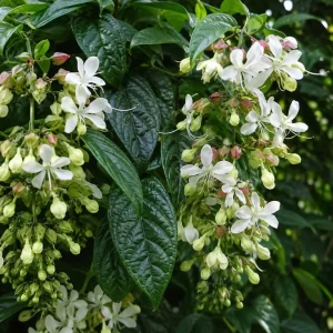 Bridal Veil Clerodendrum Live Plant - Stunning White Pendulous Blooms, 5-8" Tall - Image 2