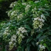 Bridal Veil Clerodendrum Live Plant - Stunning White Pendulous Blooms, 5-8" Tall - Image 1