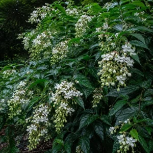 Bridal Veil Clerodendrum Live Plant - Stunning White Pendulous Blooms, 5-8" Tall - Image 1