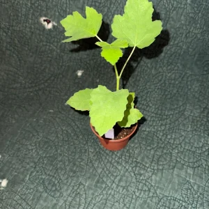 Brown Turkey Fig Tree Live Plant – 3 inch Pot – Fast Growing Outdoor Edible Fruit - Image 2