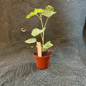 Brown Turkey Fig Tree Live Plant – 3 inch Pot – Fast Growing Outdoor Edible Fruit - Image 1