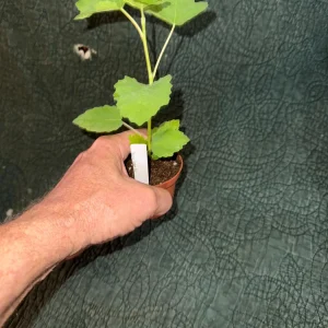 Brown Turkey Fig Tree Live Plant – 3 inch Pot – Fast Growing Outdoor Edible Fruit - Image 3